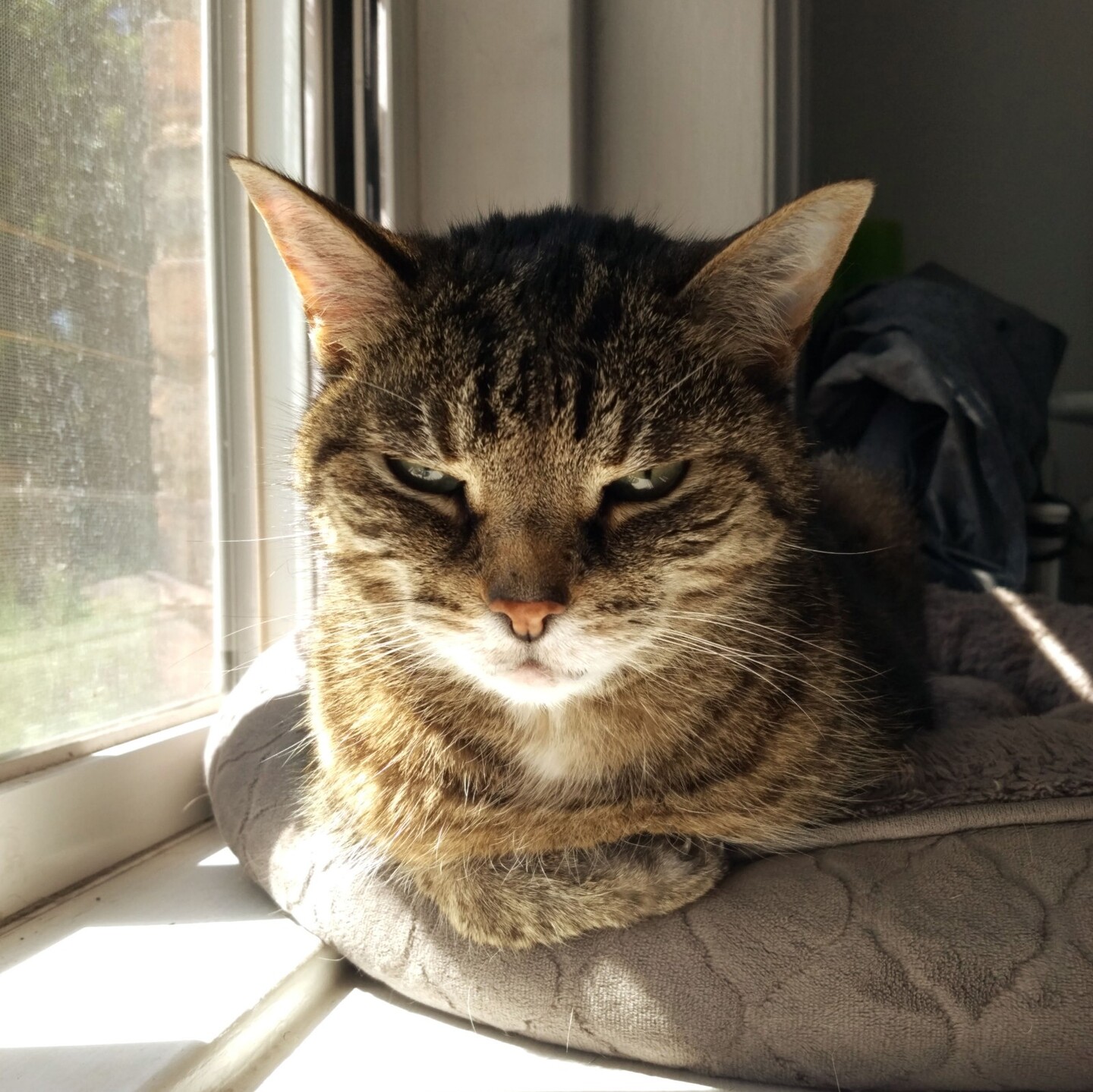 Wasabi loafing in her windowsill bed in a sunbeam, one paw folded in front of her.